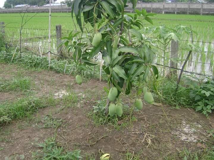FarmersTrend's tweet photo. Grafted mango seedlings at 150/=
0724559286
0790509684
Nursery based in muranga and nairobi
#RightToFoodKe https://t.co/I5ZWxi1ZE6