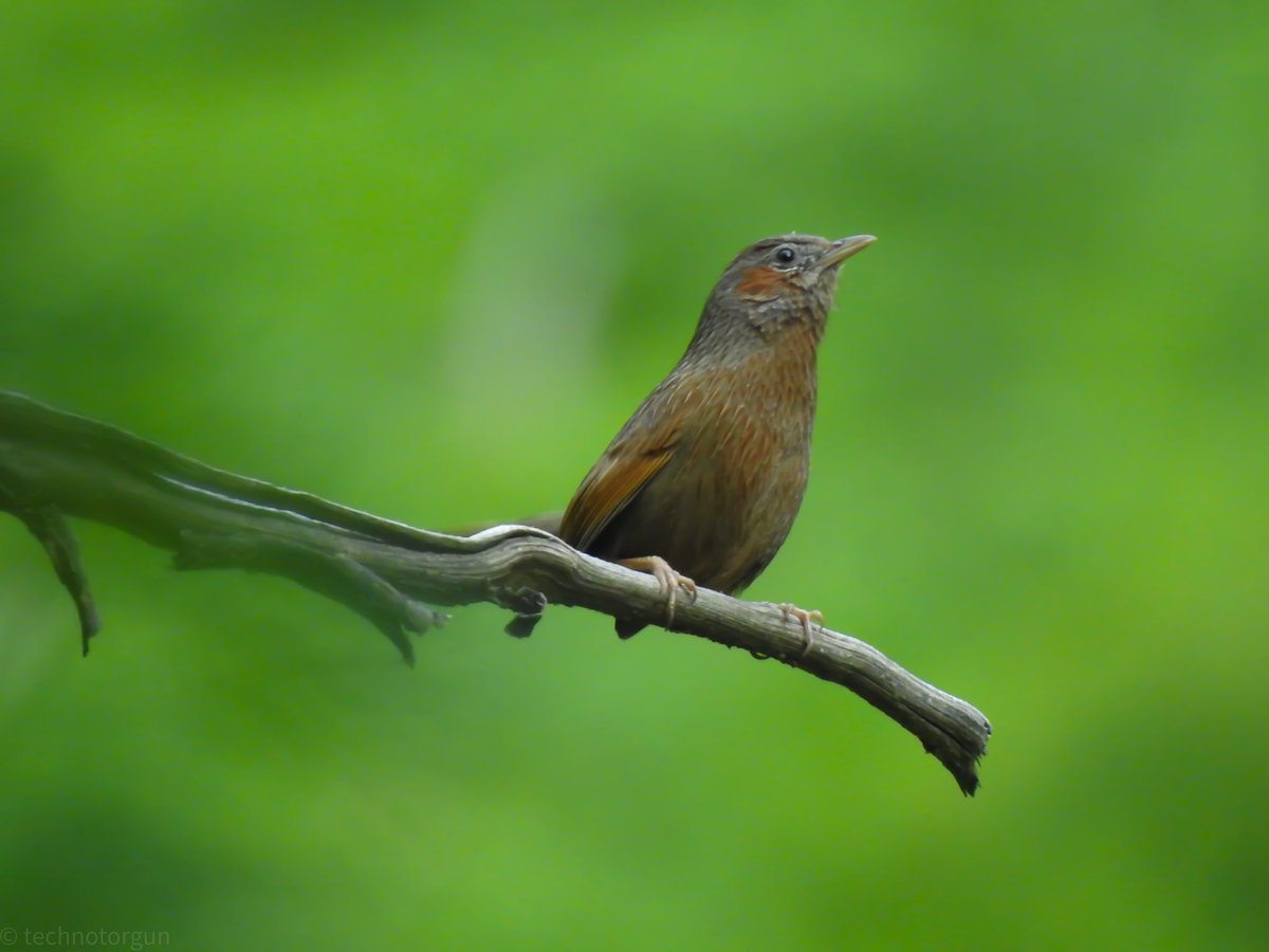 technotorgun's tweet photo. Streaked laughing thrush
#birdsphotography
#birds #birdsofprey #BIRDSTORY #birdsoftwitter #natgeo #HimachalPradesh #himalyas #birdphotography #BirdsSeenIn2021 #birdlovers #BirdGang #btsdiamond #TheMoanSpace #UEFA https://t.co/1eGVMsiKwP https://t.co/2sj5clNkTo