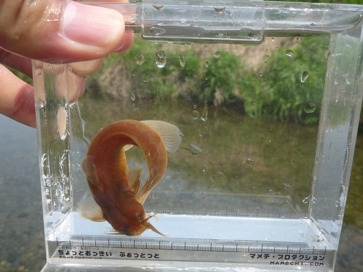 Top Tweets For ギバチ Instalker