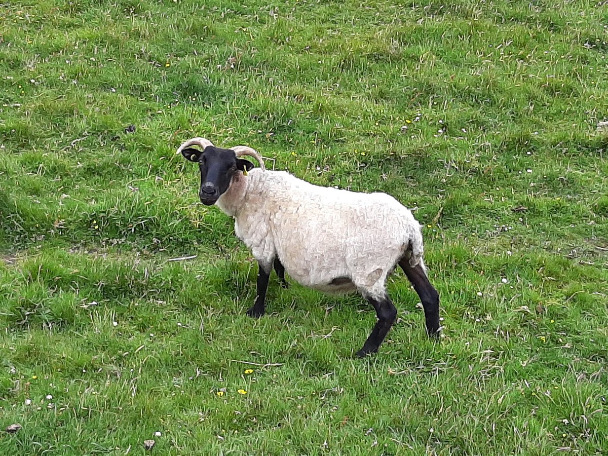 If we're talking about invasive species we have to acknowledge that the most destructive non-native species in Ireland is the sheep. 

It has laid waste to whole landscapes, destroying delicate ecosystems, removing natural vegetation and indirectly driving species to extinction