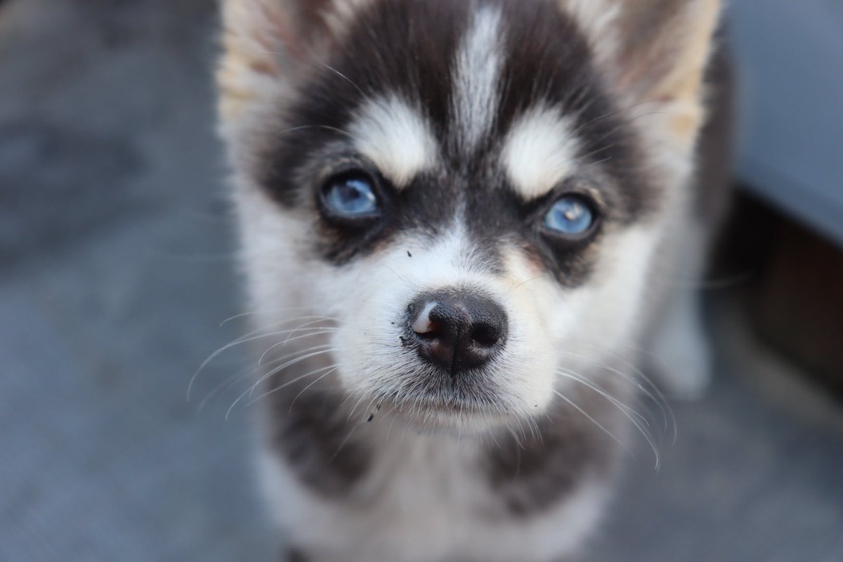 Ella Kirk tweet media