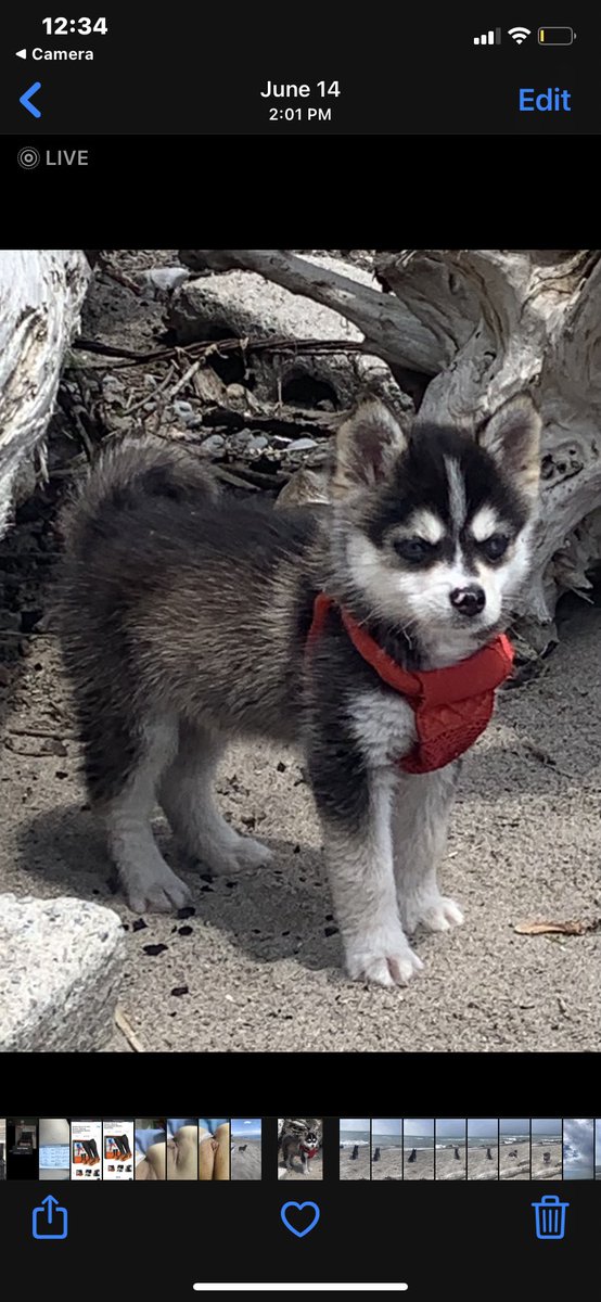 Ella Kirk tweet media