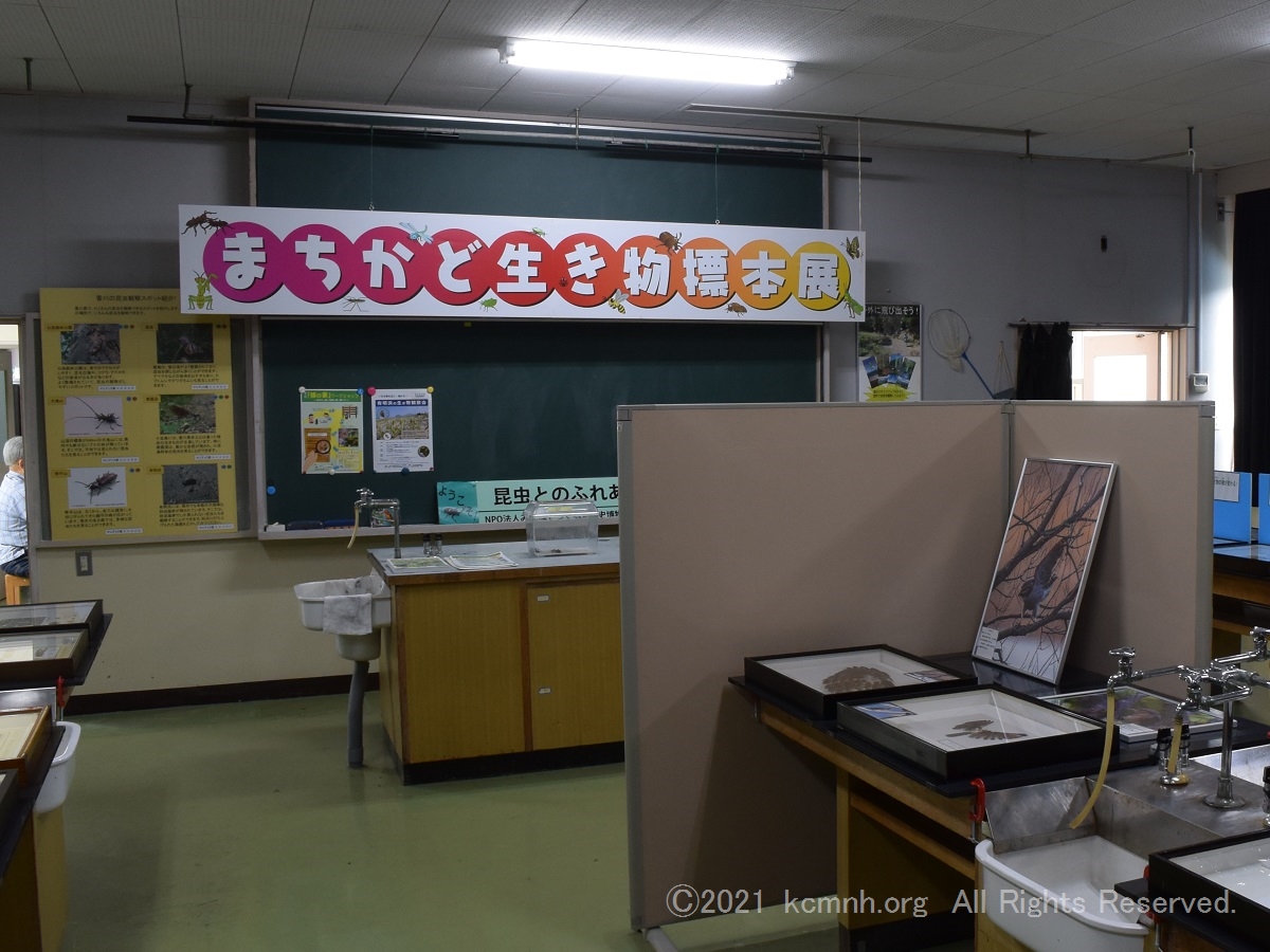 「まちかど生き物標本展」のオープン初日は無事終了しました。ご来館頂いたお客様、ありがとうございました。
８月２８日まで毎週土曜日の開館です。
皆さまのご来館をお待ちしております。
#香川県　#まんのう町　#琴南
#ことなみ未来館
#みんなでつくる自然史博物館・香川
#まちかど生き物標本展