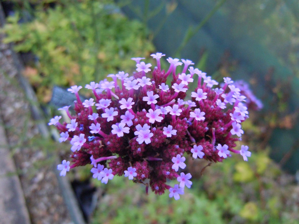 HurdletreeAly's tweet photo. 10 Verbena bonariensis ready for planting and flowers this year, grown from seed to plant here in Lincs. £20 + p&p #peatfree https://t.co/EpQLt5AeZH https://t.co/n1cZuZvBdq