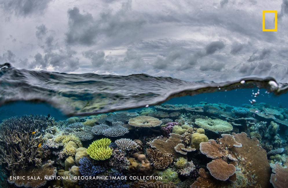 Corals thrive beneath the surface of a stormy sea.