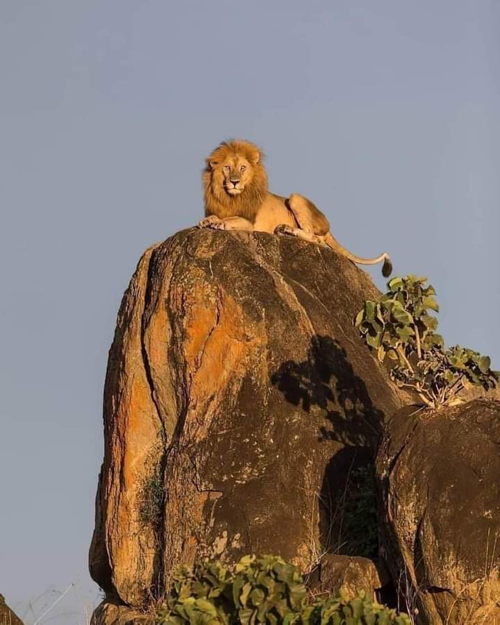 _hello_univers's tweet photo. #wildlifephotography #animals #animalstwitteraccount 

The king https://t.co/n7Rfp0kNmg