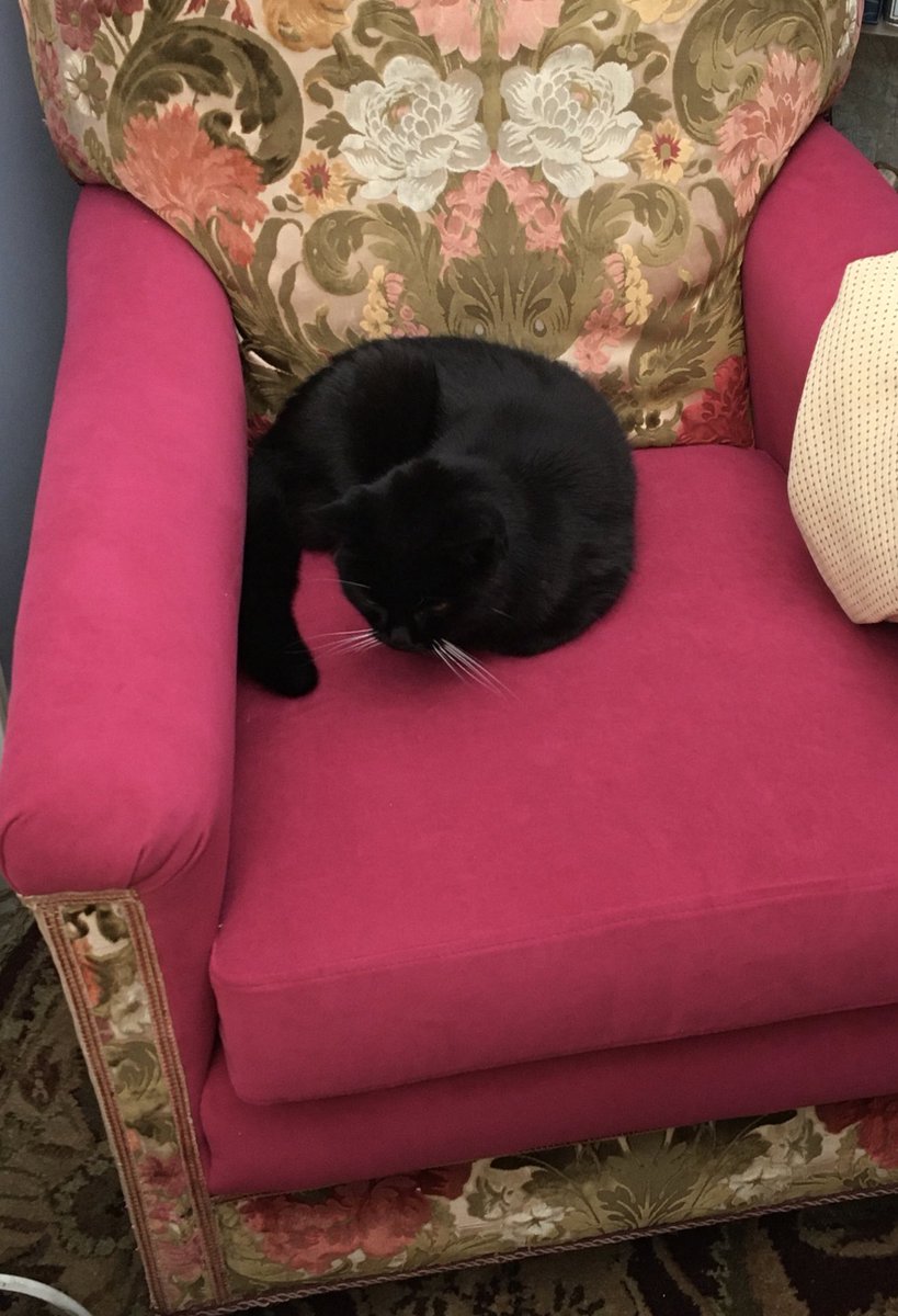 Thanks ⁦<a href="/GhyllhouseUp/">Ghyll House Upholstery</a>⁩ for a superb job on my battered old chair. Kitty who’s 20 this month is thrilled with her new throne 🙏