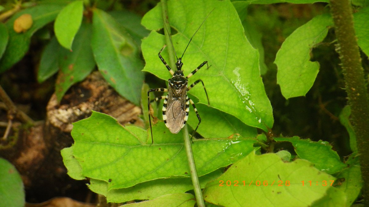 シマサシガメ〈Sphedanolestes impressicollis (Stal, 1861)〉
黄斑に染められた毒々しい細脚が忍び寄る。葉上生活者達を襲う大型のプレデター。低木林に見られた。