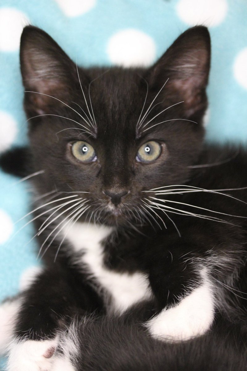 Happy Adoption Day, Norbert! 🖤🤍

#CatsOfTwitter #Caturday