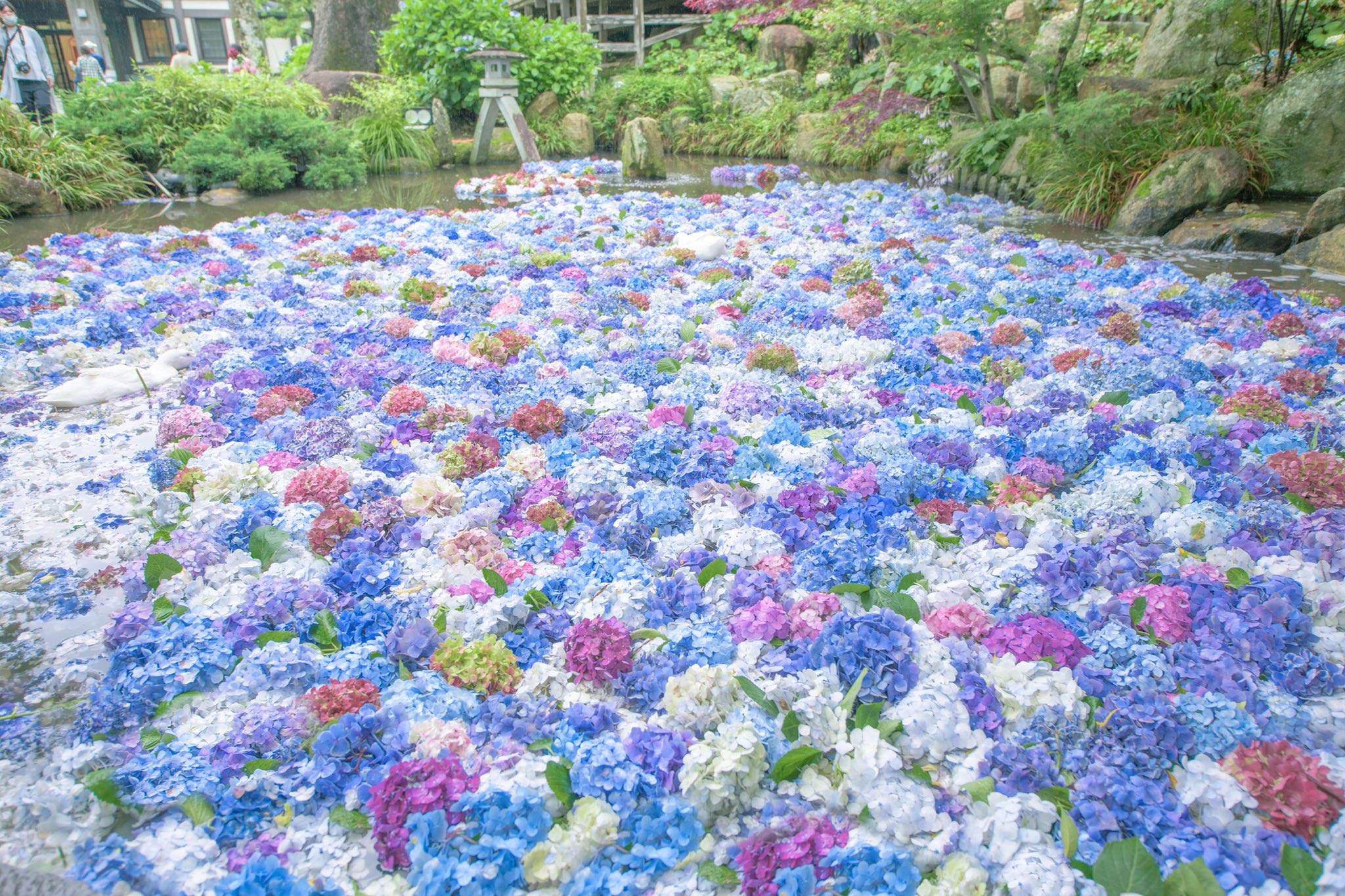 Ria Blueberria Twitter