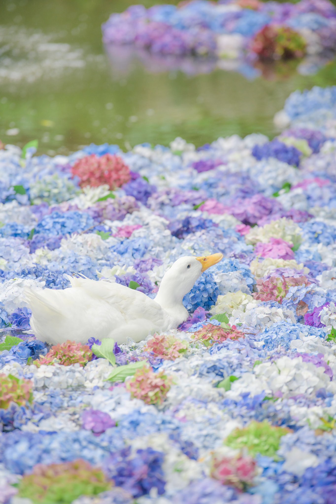 あゆ 茨城県にある 雨引観音の花手水に心奪われた T Co Uor6opc23o Twitter