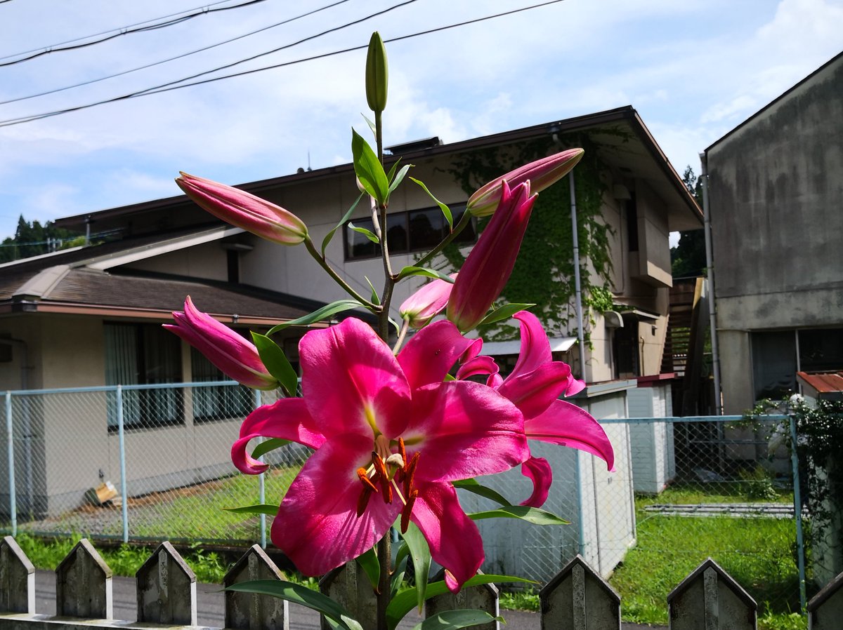 ট ইট র クボナリエ 八重咲きのカサブランカも咲きました 若いので花は少なめです クボナリエ 家庭菜園 ガーデニング カサブランカ ユリ