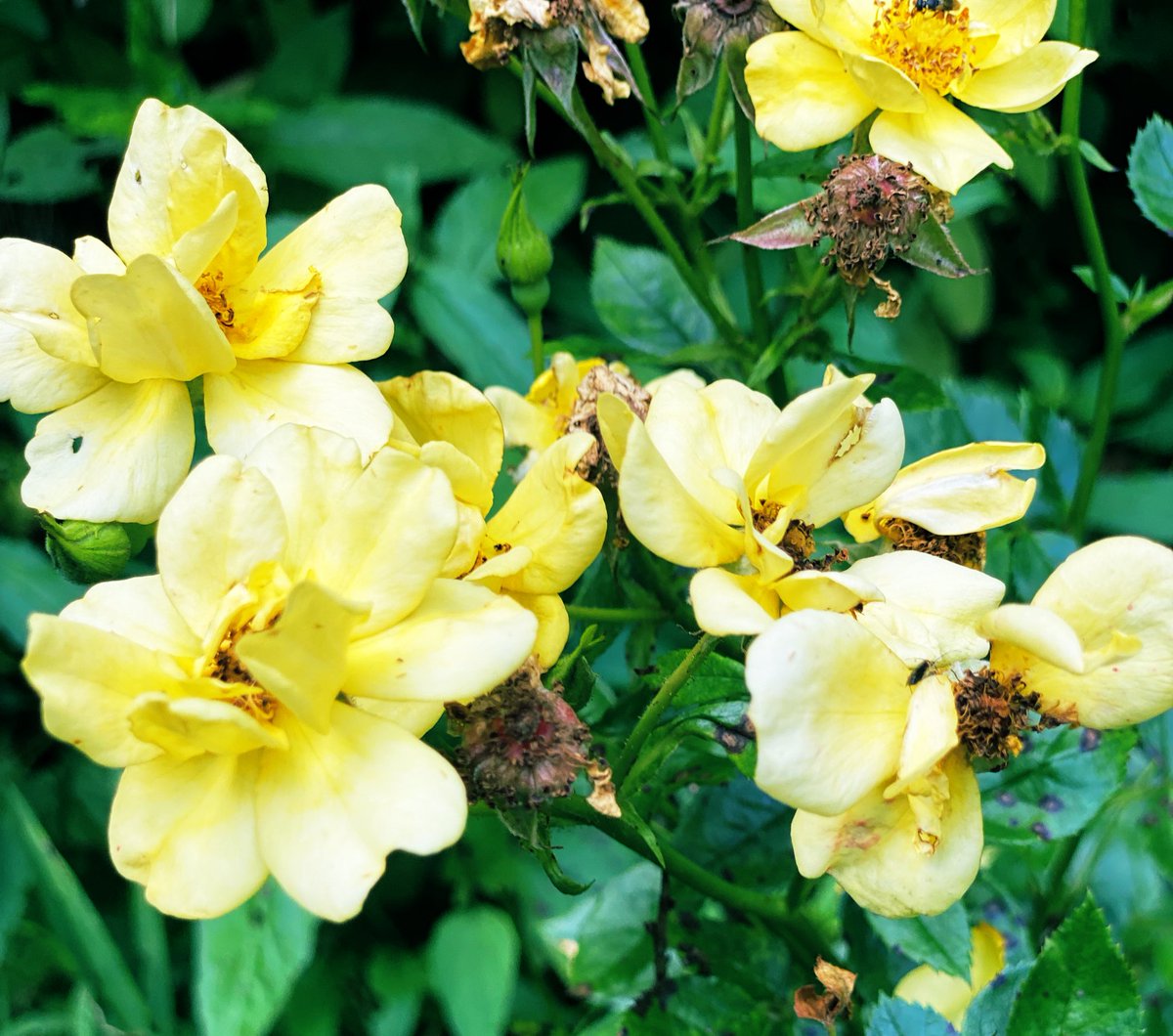 #RoseBush #LemonZest #Bush #Rose #Roses #FlowerReport #JulyFlowers #MyPlants2021 #Flowers #Flower