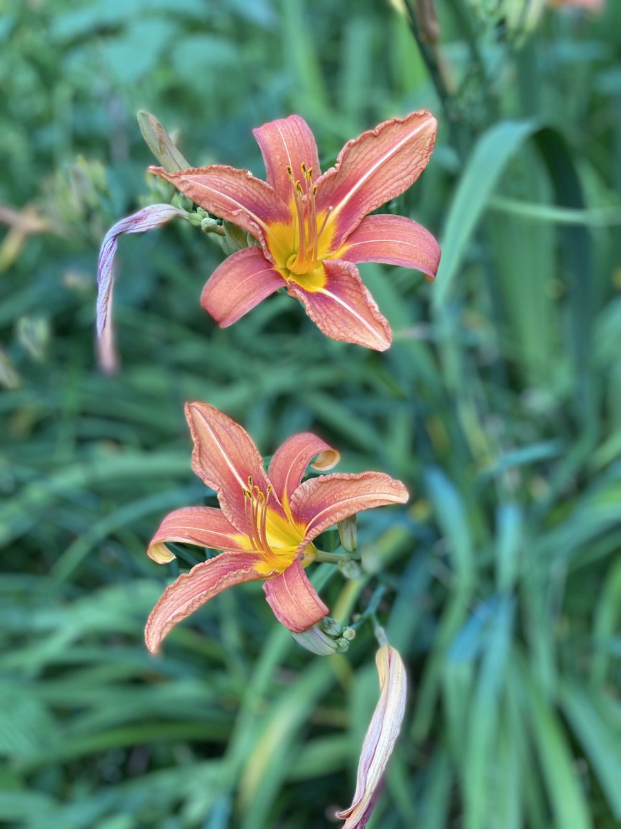 #Lily #Lilies #TigerLilies #DitchLily #JulyFlowers #MyFlowers2021 #Plants #Flowers #FlowerReport