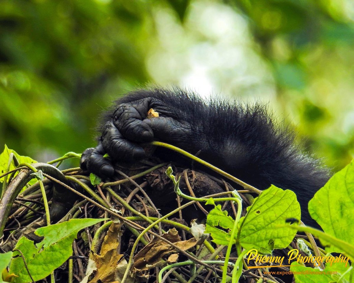 expeditetours's tweet photo. Who wants to join us on a safari to the Mountain Gorillas? Bookings and inquiries are open.
#photographytravel #africantravel #wildlifesafaris #luxurysafaris #luxuryretreat #travelphotography #individualtours #travelwithfriends #specialistphotosafaris #luxurytraveller #bbcearth https://t.co/0fb4AlWdsx