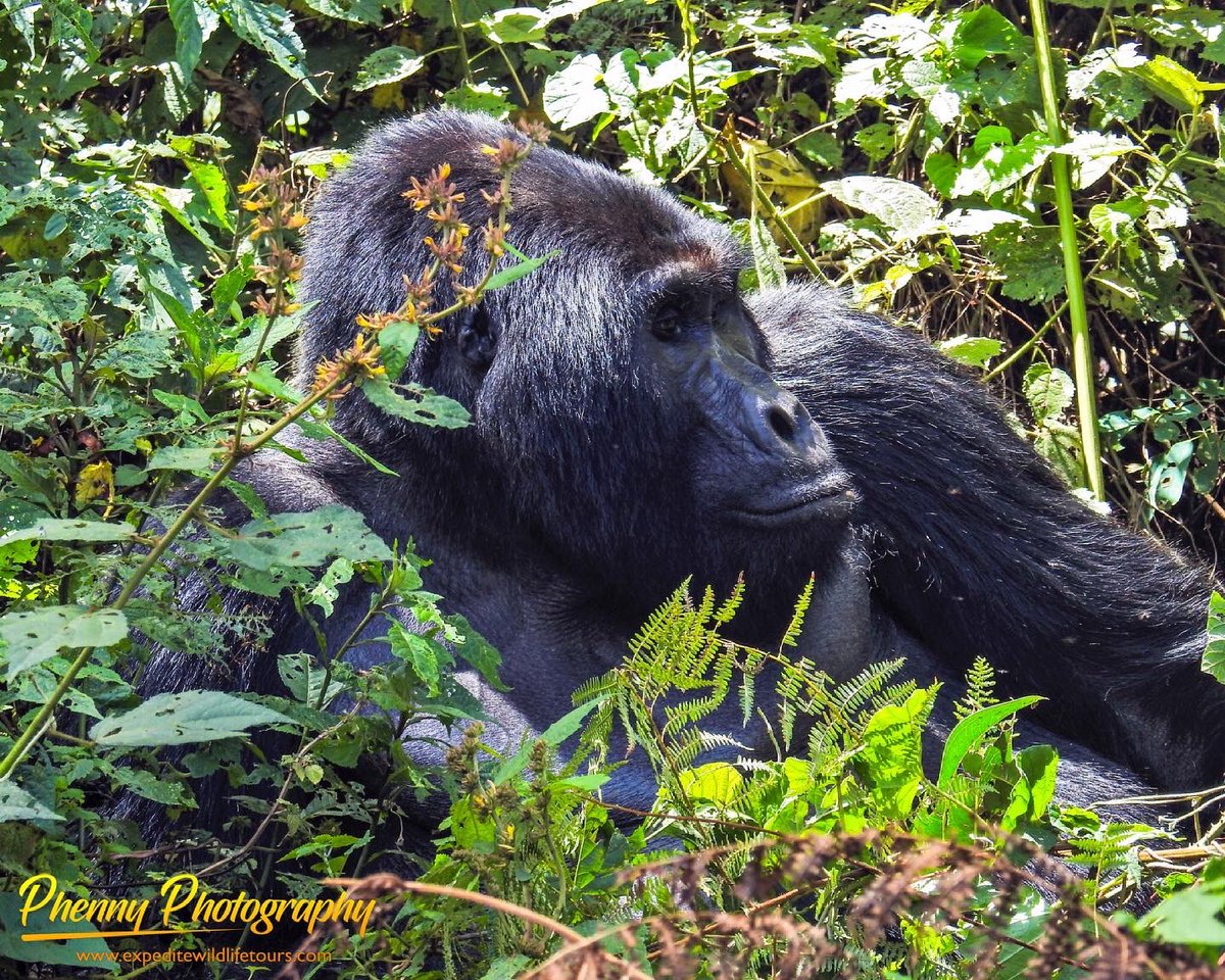 MbabaziPhenny's tweet photo. Who wants to join us on a safari to the Mountain Gorillas? Bookings and inquiries are open.
#photographytravel #africantravel #wildlifesafaris #luxurysafaris #luxuryretreat #travelphotography #individualtours #travelwithfriends #specialistphotosafaris #luxurytraveller #bbcearth https://t.co/Wkm7ELVxtK