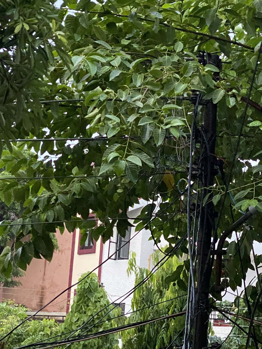 puneet_agrwal's tweet photo. The electricity pole (at corner of A-62, Sector -15 noida) have got major sparking instances due to Tree Branches getting into it. Need attention of relevant authorities to avoid major fire incident. @PVVNLHQ @pvvnlgbnagar @noida_authority @CeoNoida https://t.co/tJe5ZQgmIt