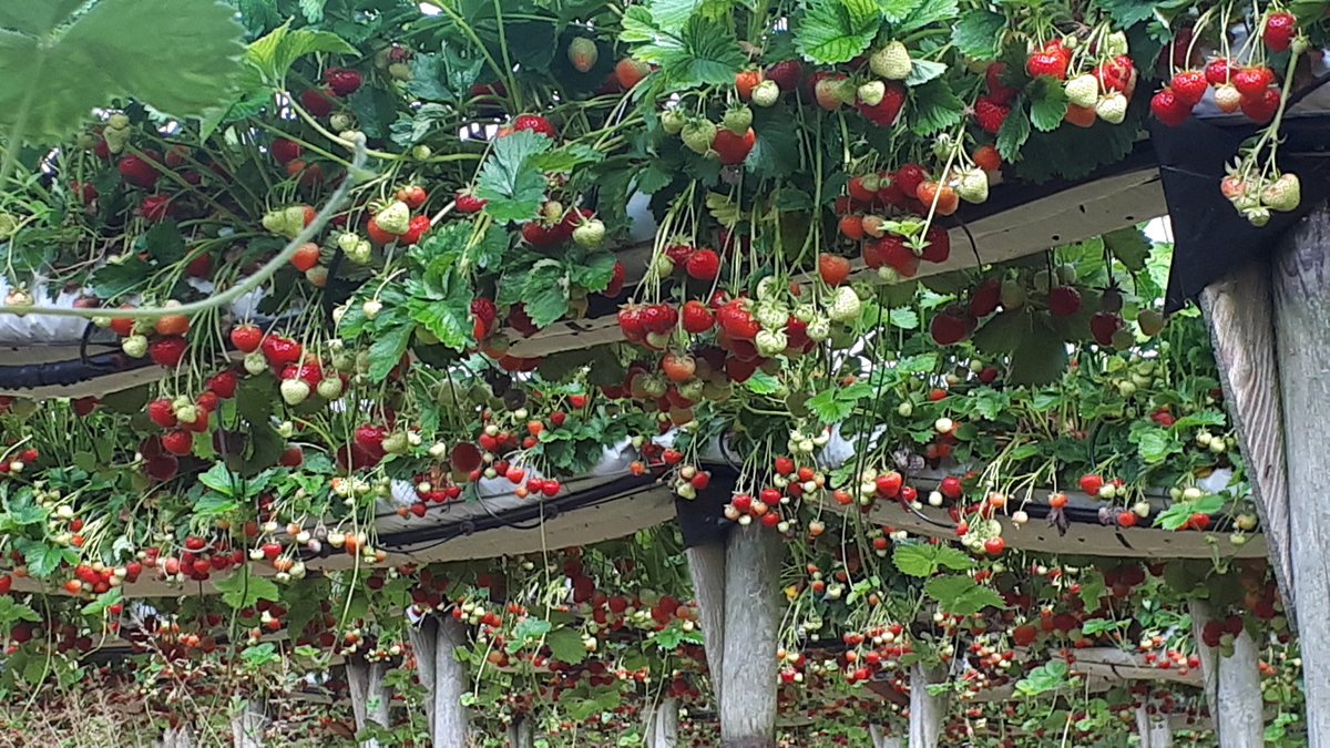Forecast for the rest of the day seems to be improving, and these beauties are waiting to be picked!