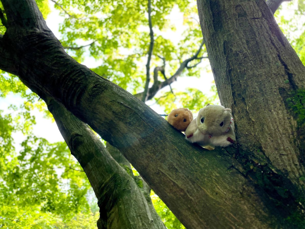 Akane Kotori Co Ltd Twitter