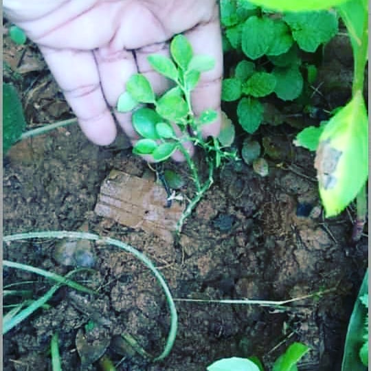 Greenubuntu2017's tweet photo. More then 100 saplings were planted by our team GreenUbuntu through NCWEB. https://t.co/WMj5kazwrU