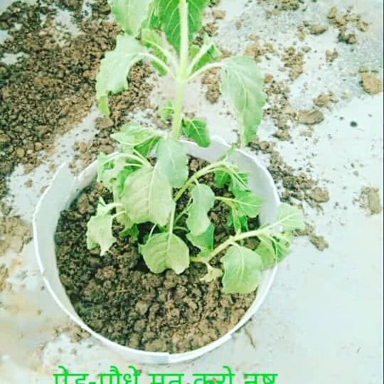 Greenubuntu2017's tweet photo. More then 100 saplings were planted by our team GreenUbuntu through NCWEB. https://t.co/WMj5kazwrU