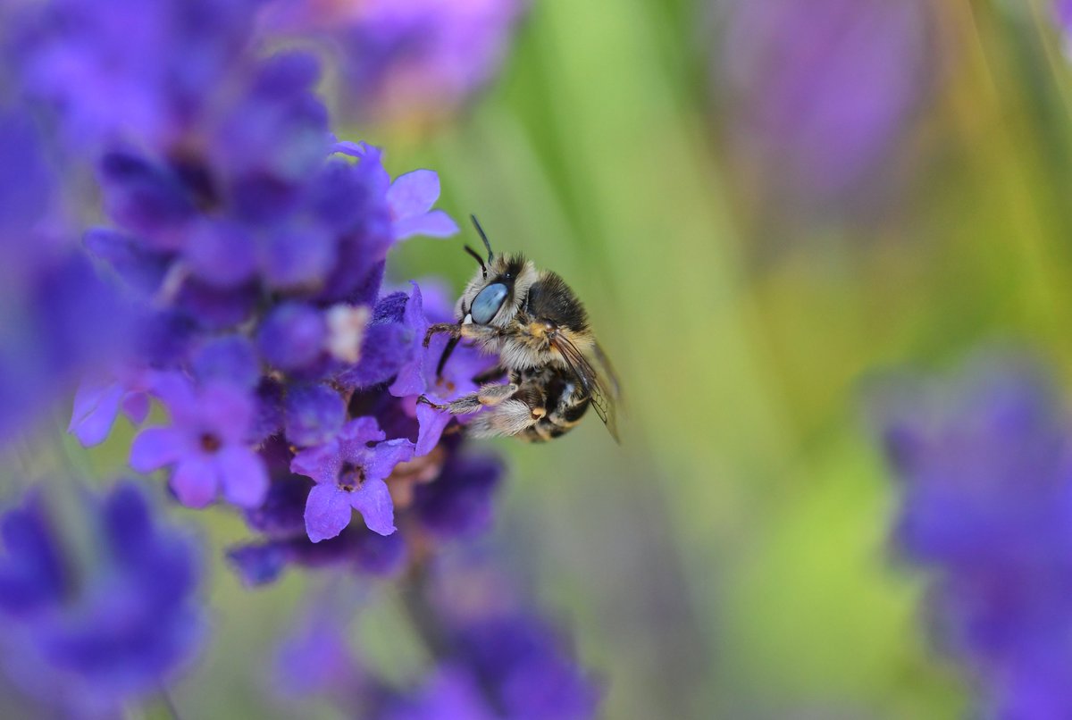 Spotted this bee'utiful Green Eyed Flower Bee this week at Blashford lakes. @HantsIWWildlife @bobservablelife nice to meet you Bob. #Blashfordlakes #Greeneyedflowerbee @NatureUK @ThePhotoHour