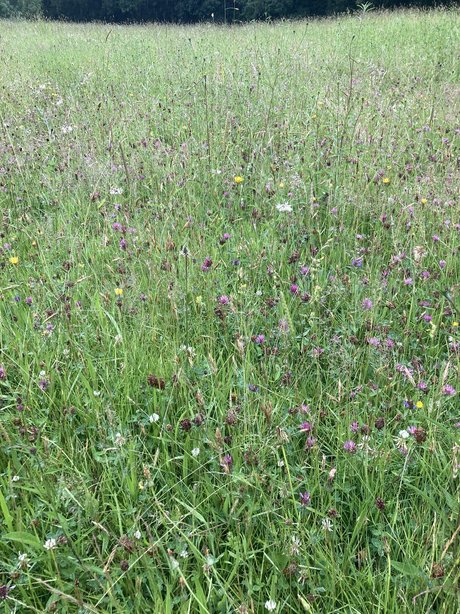 🐑 Farmer Dixon 🐐🐮🐓🐏🌿 tweet media