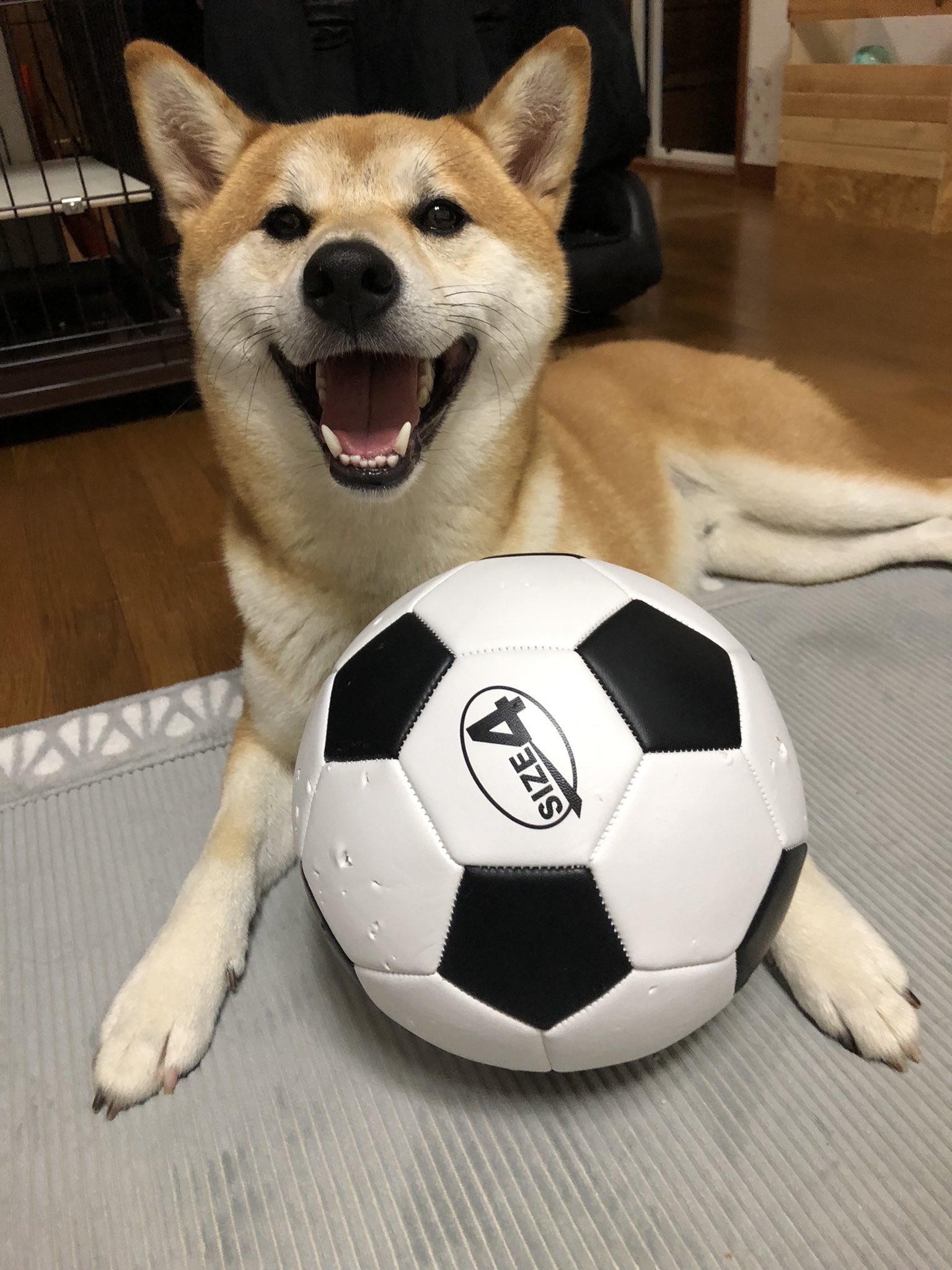 オジワカマル 大好きなサッカーボール ダイソーで550円なのは内緒 買って来てあげたらこの笑顔 そんな笑顔見せてくれるなんてこっちが幸せだわ パンクまで時間の問題なのは内緒 犬 柴犬 しばけん ニッコリ 笑顔 大好き サッカーボール 犬