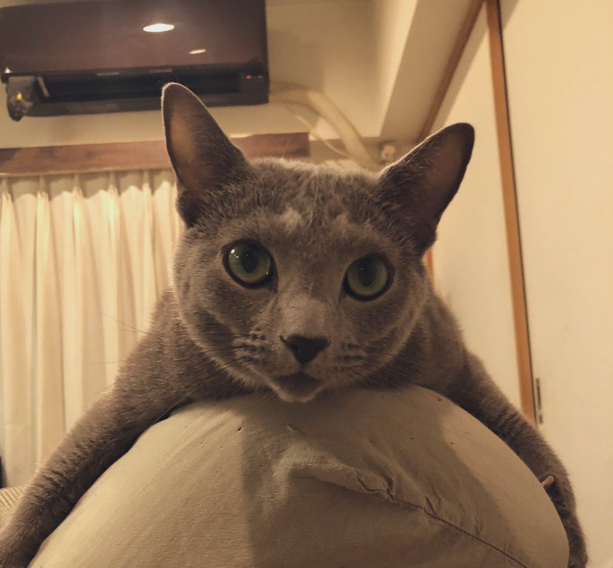 ネコおじさん ネコおじさん