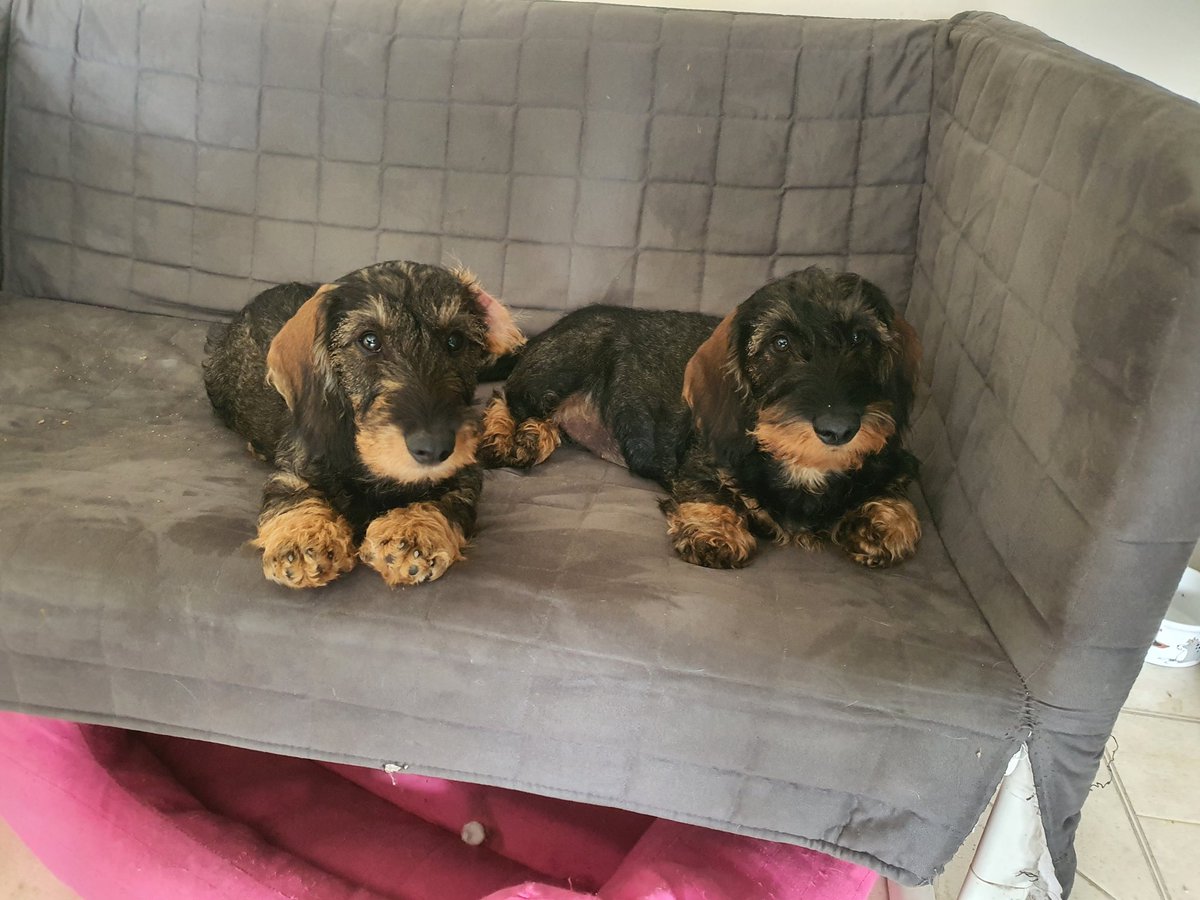 ChaiquintaPets's tweet photo. Little cutiepies chilling out @ChaiquintaPets #dachshund #pethoteldoncaster #dogdaycaredoncaster #doncasterpethotel #dogday #chilling #doggroomingdoncaster https://t.co/jgxnYDuvF3
