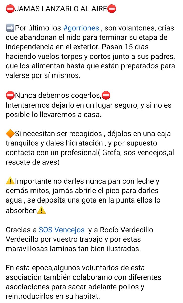 ADAAColmenar's tweet photo. 🌟 Pájaros

Ante la avalancha de preguntas sobre pollos que os encontráis, os dejamos unas pautas.

En este caso os contamos: Mirlo, Vencejo y Gorrión

Familia ADAAC https://t.co/4ecDNasZWh