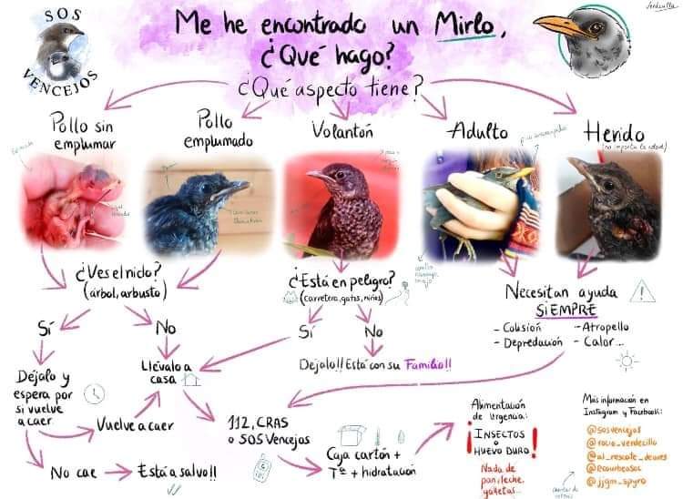 ADAAColmenar's tweet photo. 🌟 Pájaros

Ante la avalancha de preguntas sobre pollos que os encontráis, os dejamos unas pautas.

En este caso os contamos: Mirlo, Vencejo y Gorrión

Familia ADAAC https://t.co/4ecDNasZWh
