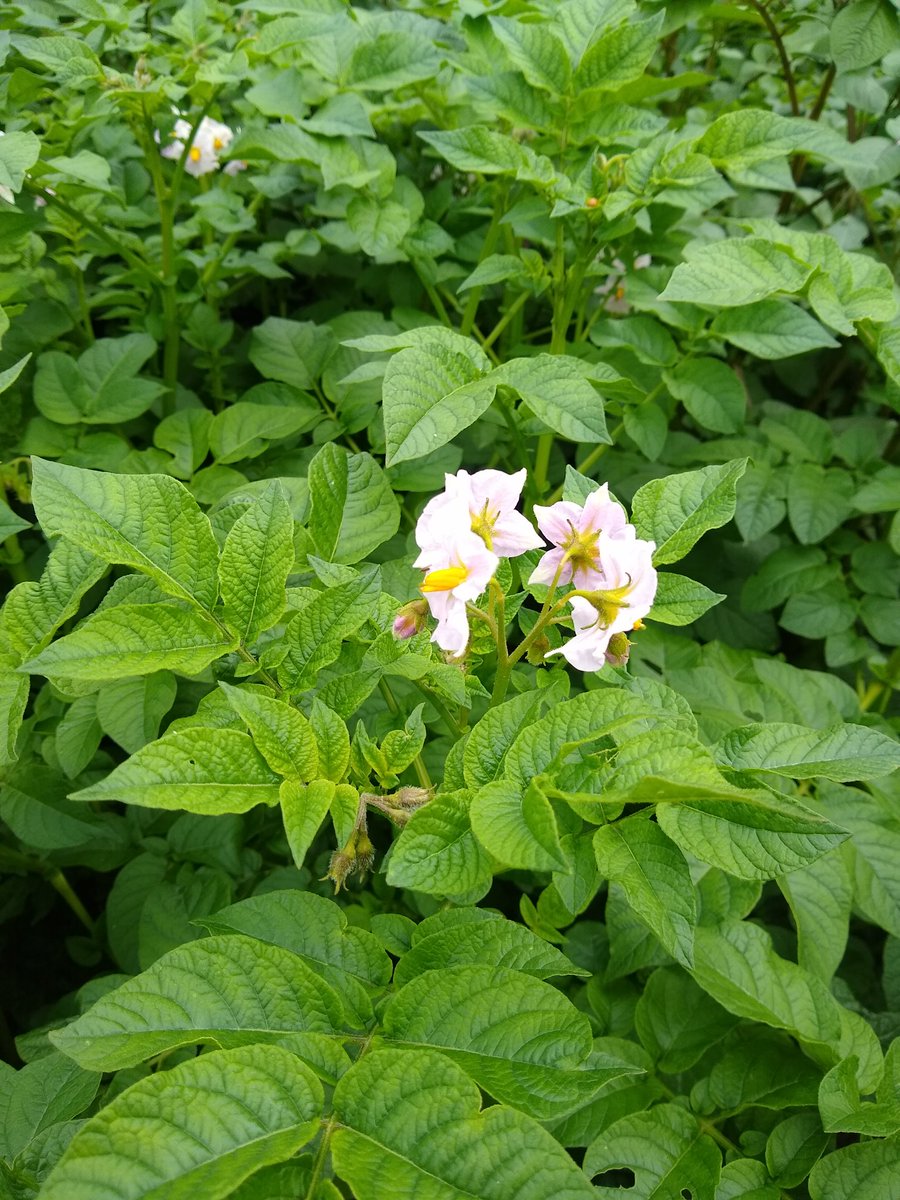 GuyBarter's tweet photo. More rain, 5mm in the gauge, a wet summer at last after a run of dry ones. Crops growing amazingly - cabbage patch and spuds are especially green. August drought could still give it that familiar blue tinge but it is #verypromising #allotment https://t.co/tkL8c8QaEw
