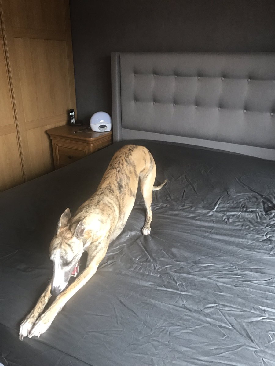 Alibex03's tweet photo. Not only do I get no help in this house, I now have a hindrance! #cleaning #bedchange #whippet https://t.co/aUBEpraDfI