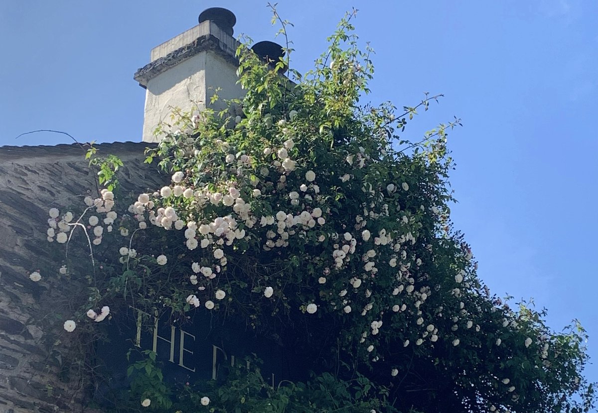 Happy weekend! Our roses beautifully in bloom this week