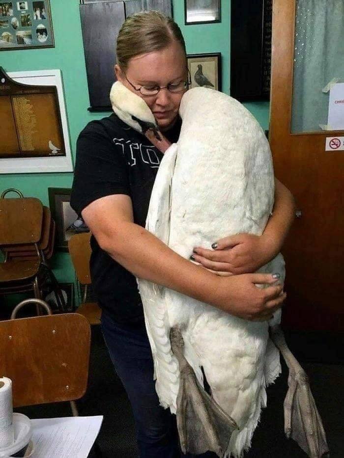 A very grateful majestic swan, embracing the Vet that saved her life. Animals KNOW!!!!