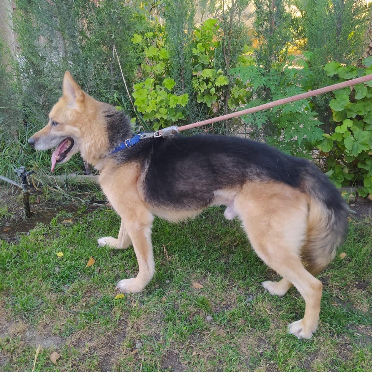 MILAN necesita 700€ para poder operarse el miércoles se su patita!! No podemos acumular más deuda y hasta que no consigamos esa cantidad no podrá operarse, ¿le ayudamos un poquito entre todos? 🙏🏻🙏🏻