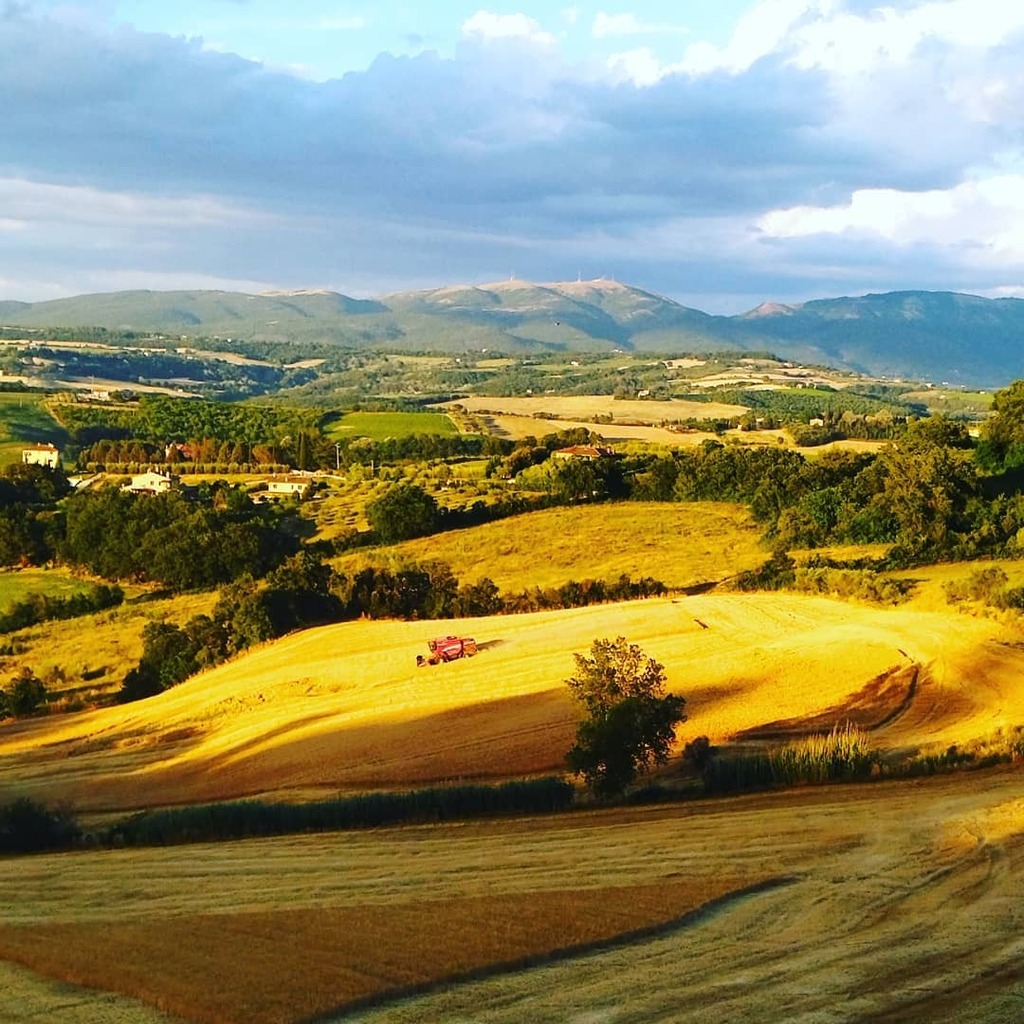 The colours of Summer ~ wheat harvest
•
•
•
#summervibes #summerinitaly #summertime #summerworks
#estate #estateitaliana 
#Umbria
#Italy 🇮🇹 instagr.am/p/CQ3LnKMLnlB/