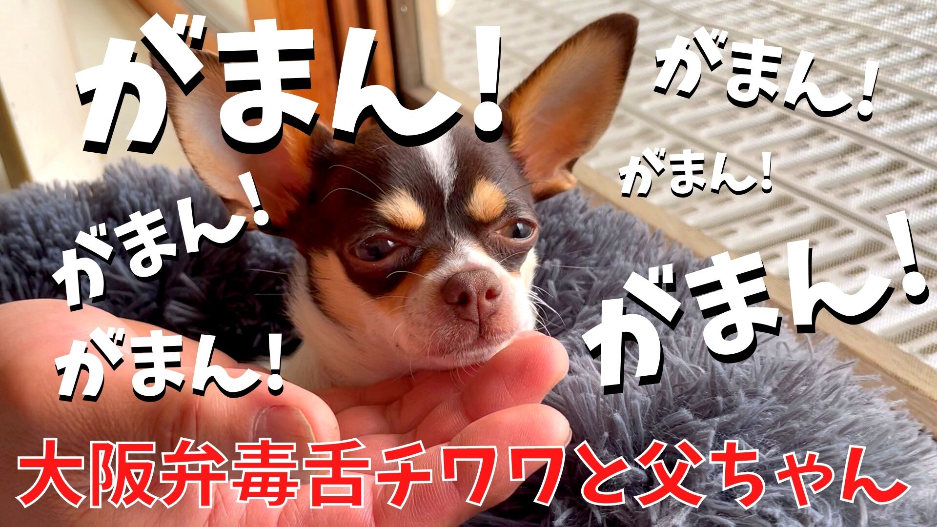 スムースチワワのブンちゃん Bunchan1218 Twitter
