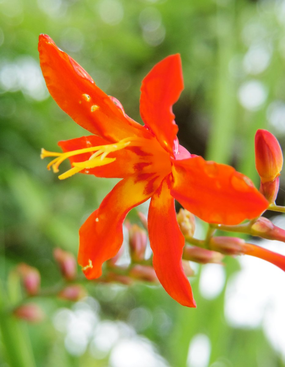 オレンジ色の花 オレンジ色の花