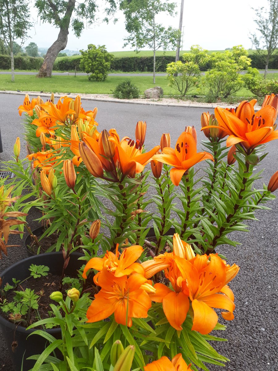 FMTDistOrange's tweet photo. Even nature knows when it is time to celebrate the Twelfth https://t.co/V5GLRu7N8C