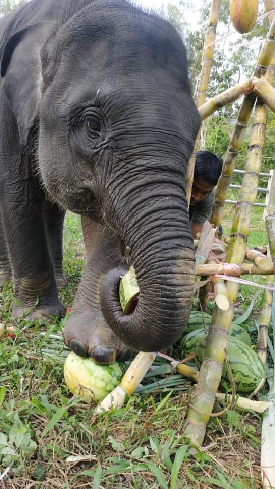 IndieGem's tweet photo. Dunia konservasi di Aceh kembali dirundung duka, Gajah adalah salah satu satwa yang terancam punah kembali mati, selamat jalan intan. 

Foto @mirroreye https://t.co/Fu6SWVfL5W