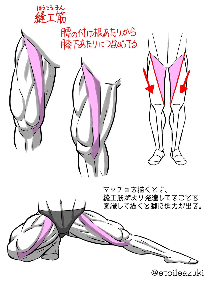 かまた 筋肉専門イラストレーター マッチョ描きのつぶやき 縫工筋 ほうこうきん 腰の付け根から内側の膝下に繋がってる この筋肉が脚のラインを作ってる この筋肉が発達しているのを意識して描くとマッチョらしさが出ると思ってる 筋肉 描き方 かまた 筋肉専門イラストレーター マッチョ描きのつぶやき 縫工筋 ほうこうきん 腰の付け根から内側の膝下に繋がってる この筋肉が脚のラインを作ってる この筋肉が発達しているのを意識して描くとマッチョらしさが出ると思ってる 筋肉 描き方
