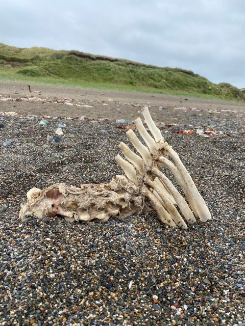 katemacrae's tweet photo. My daughter, @Charl0tteMacRae just found this on a beach in Wales….. who would have a skeleton like this? It has flummoxed me! I love it that she FaceTimed me to show me! 😁😁😁 https://t.co/kWGtT5XDN0