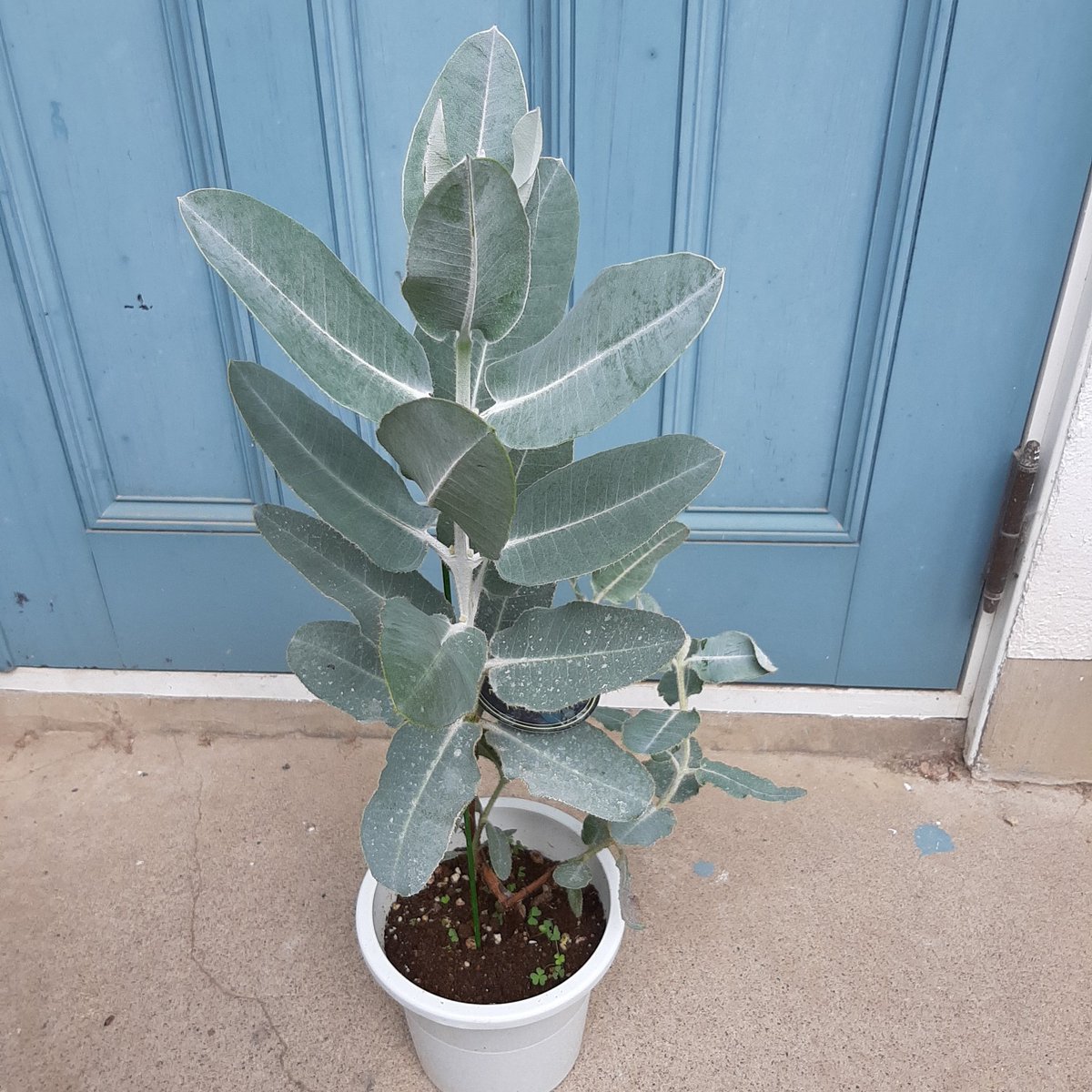 つぐみ製陶所 Tsugumi Ceramics Studio V Twitter ユーカリ これで何種類目かわかりませんが 初めて実のなる種類をお迎え 果たして無事に実るんでしょうか ユーカリ