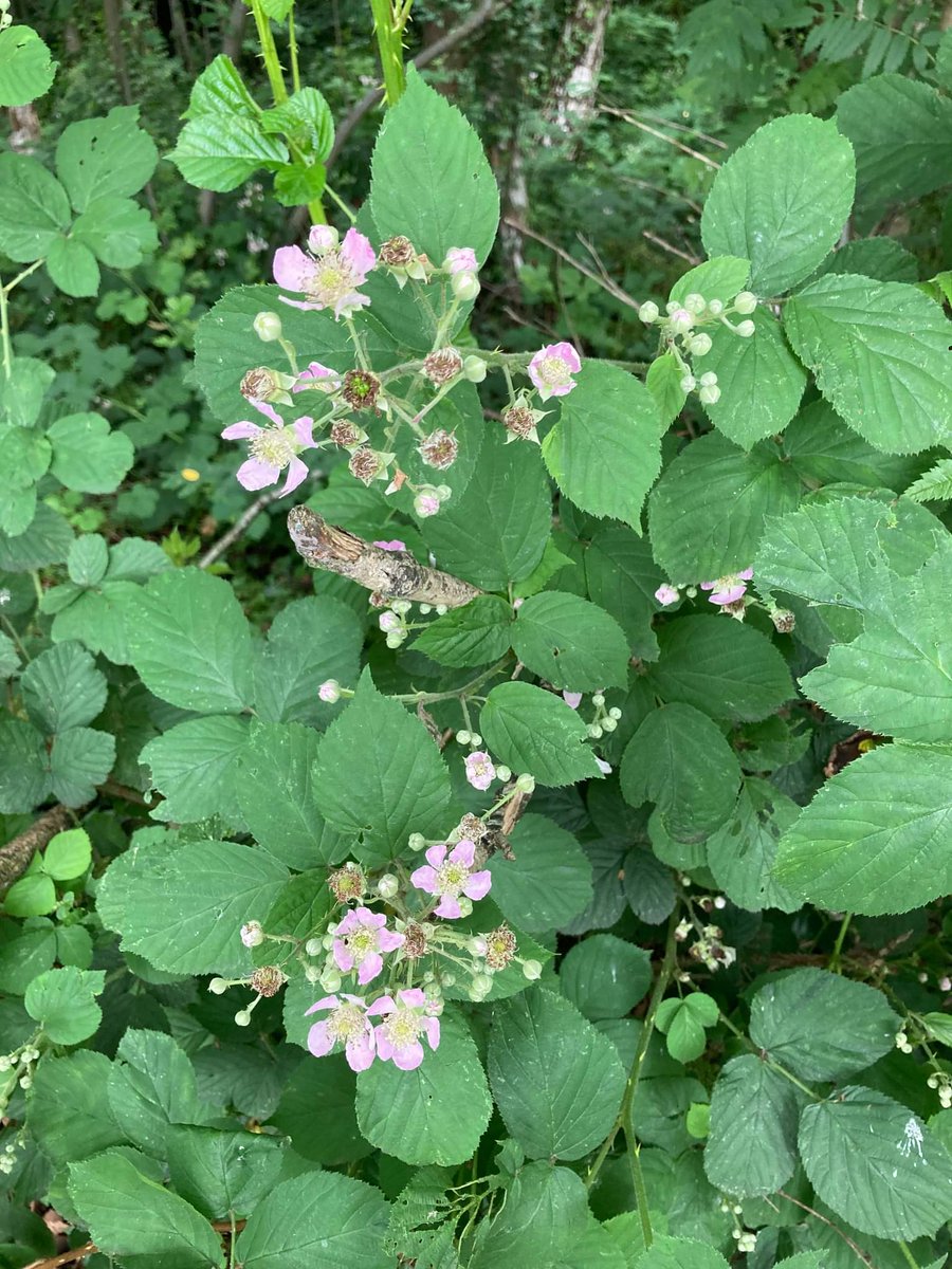 NatGoldsworth's tweet image. Nature is confused!  Cherries, holly berries, hawthorn berries and hazel nuts already .....but blackberry flowers just coming out on North Meadow.

See more on our Facebook page (@natgoldsworth)