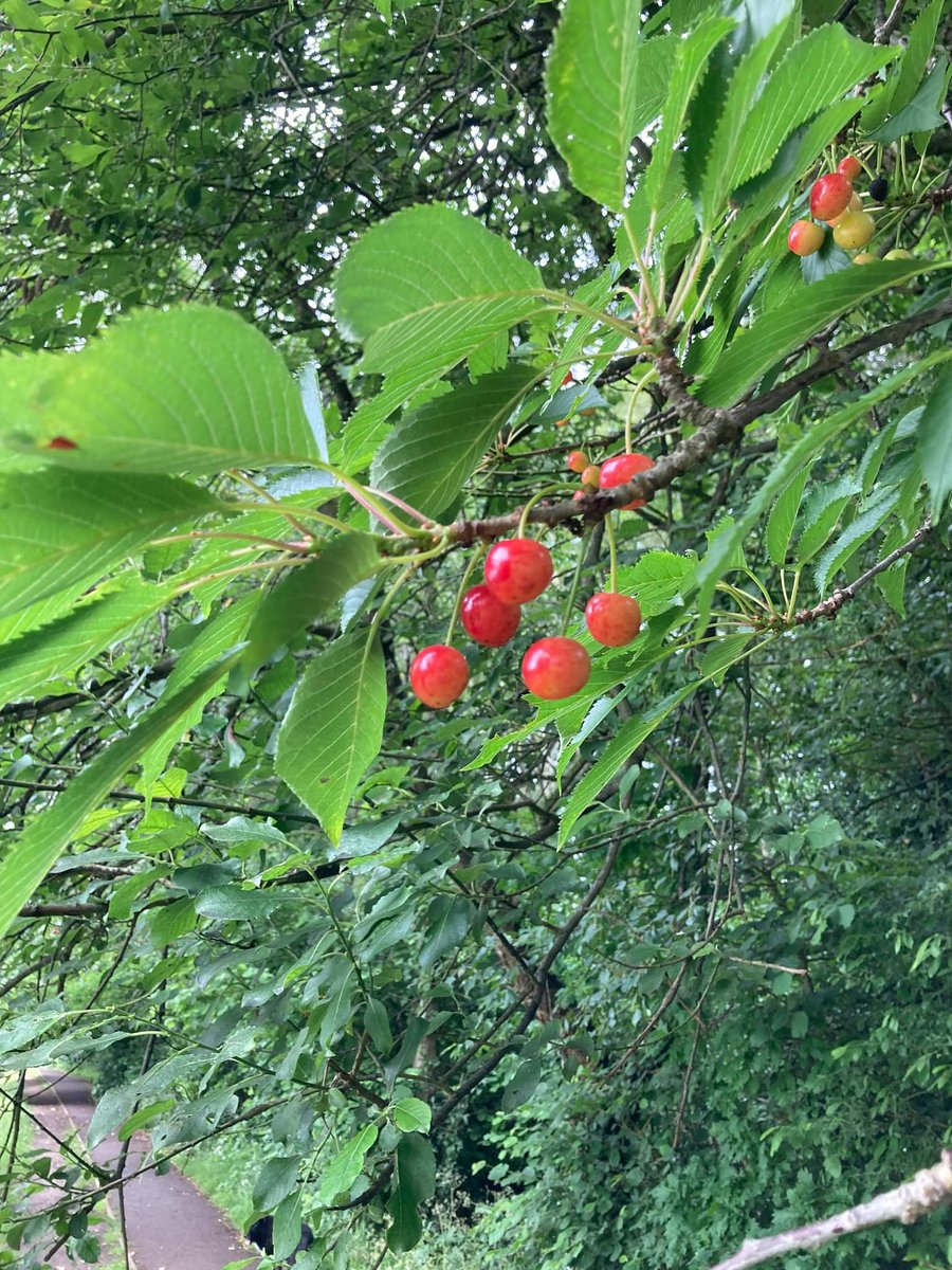 NatGoldsworth's tweet image. Nature is confused!  Cherries, holly berries, hawthorn berries and hazel nuts already .....but blackberry flowers just coming out on North Meadow.

See more on our Facebook page (@natgoldsworth)