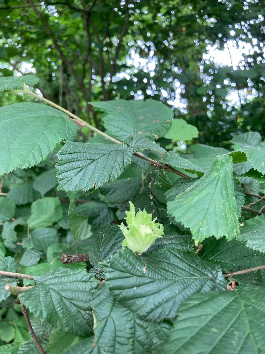 NatGoldsworth's tweet image. Nature is confused!  Cherries, holly berries, hawthorn berries and hazel nuts already .....but blackberry flowers just coming out on North Meadow.

See more on our Facebook page (@natgoldsworth)