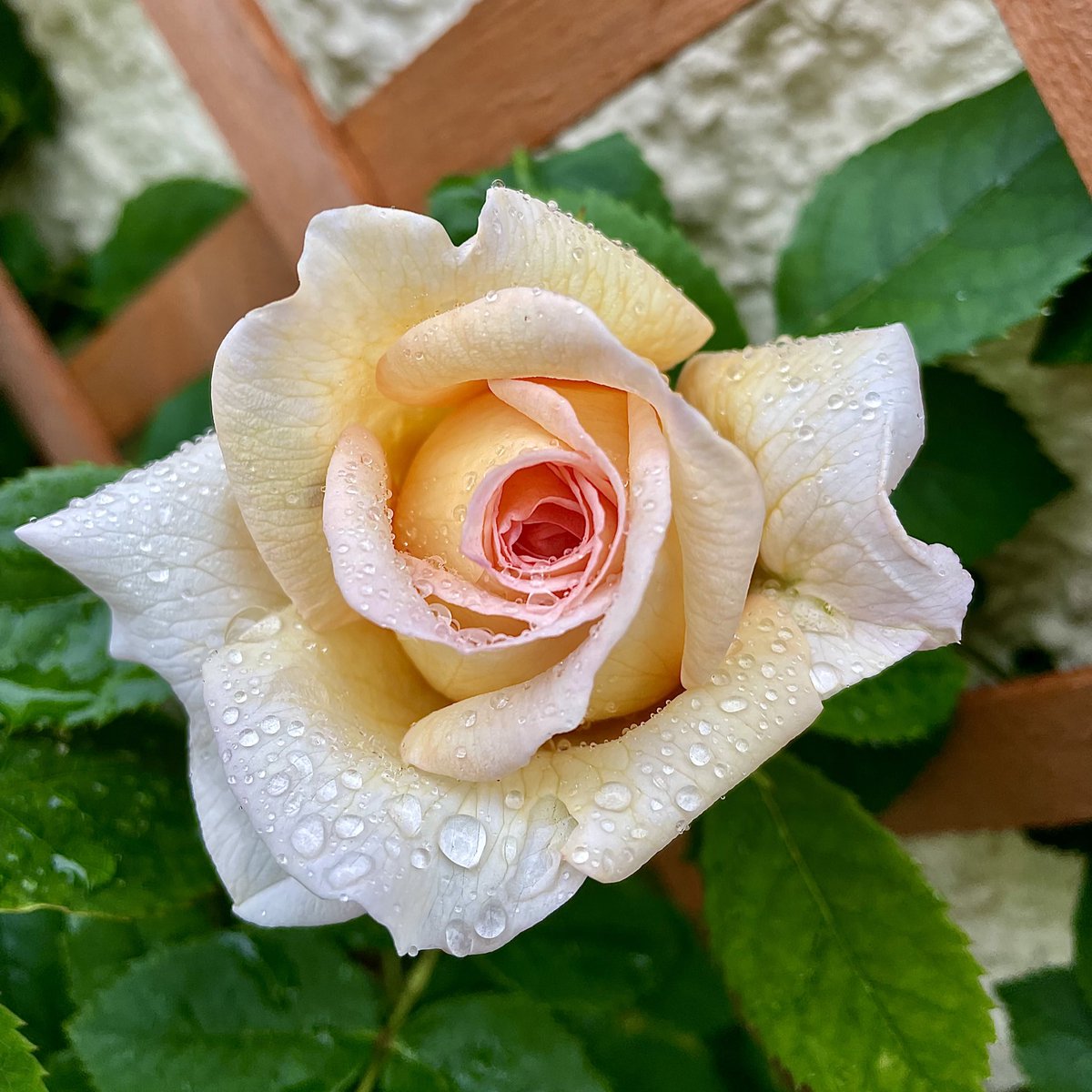 Kate_Rees's tweet image. Bathsheba looking amazing in the rain this morning - @DAustinRoses 🌹🌧