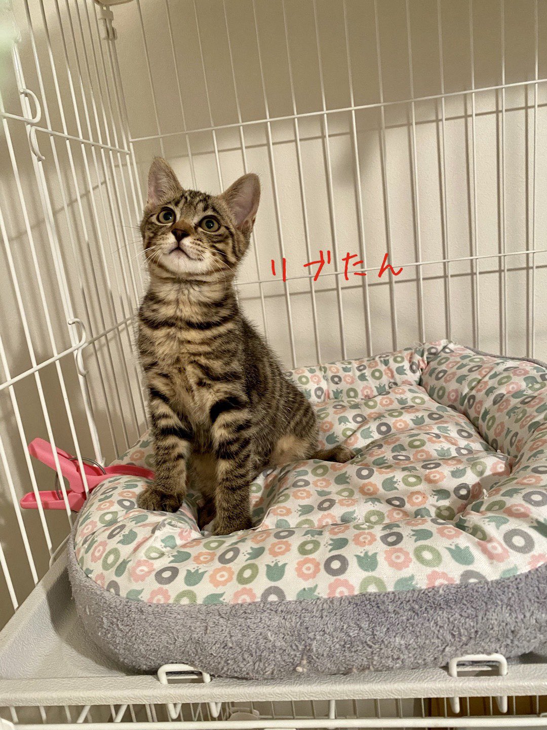 ながの鈴ねこの会 ボッカ キジトラ 臆病のせいなのか いつもひとりだけ行動がズレています 結構不思議ちゃん 面白さ未知数です ながの鈴ねこの会 鈴ねこ 保護猫 保護猫譲渡会 譲渡会 長野県長野市 長野市 里親募集 里親募集中 ねこのいる